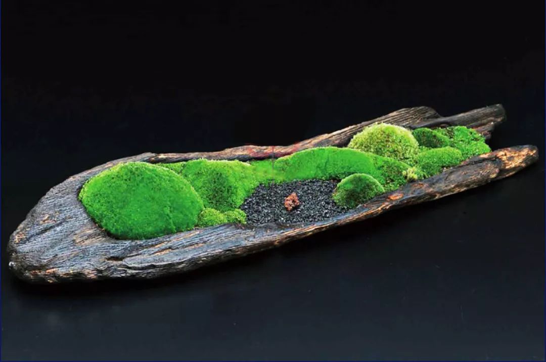 枯木也能逢春，仅需要一点点苔藓，将其制作成为独特的苔藓盆景！