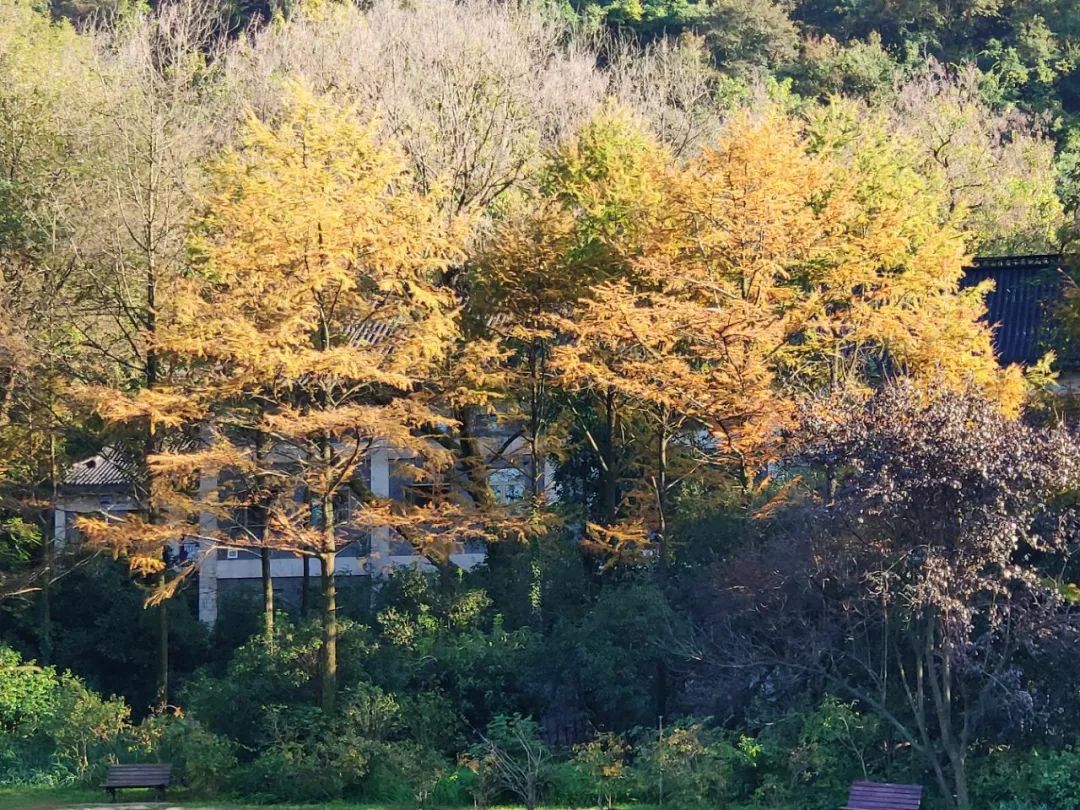 漫天香氛醉人~杭州的秋天从不让人失望!13个地方,秒出大片