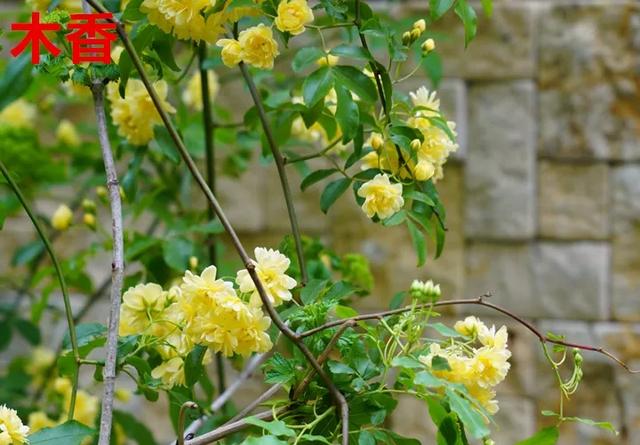 真正的月季花苗,最便宜的月季苗