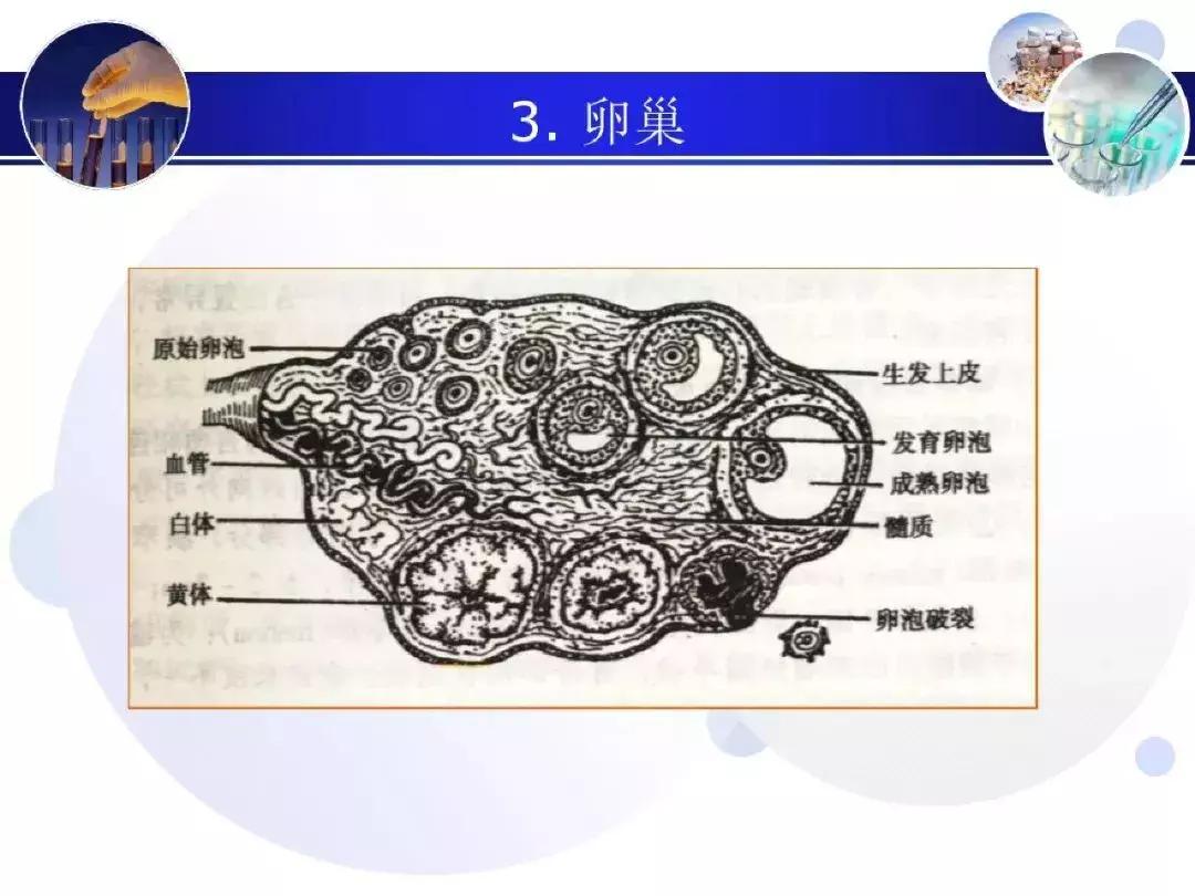 纯干货！子宫及附件解剖和超声诊断