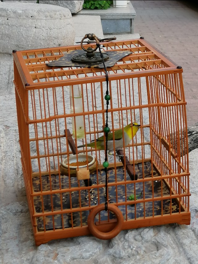 红子雏鸟仰头纠正方法,预防鸟仰头的方法