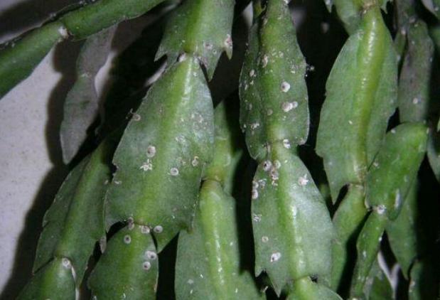 树上生蚧壳虫怎么去除,多肉上蚧壳虫怎样彻底消灭