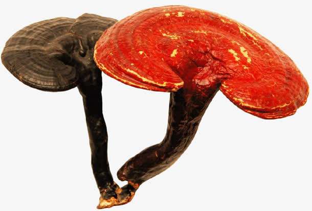 灵芝真假咨询,如何辨别有毒灵芝和无毒灵芝