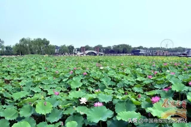 石家庄浪漫的情侣约会的地方,石家庄最浪漫约会圣地