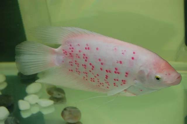 常见观赏鱼图鉴,常见观赏鱼病图片