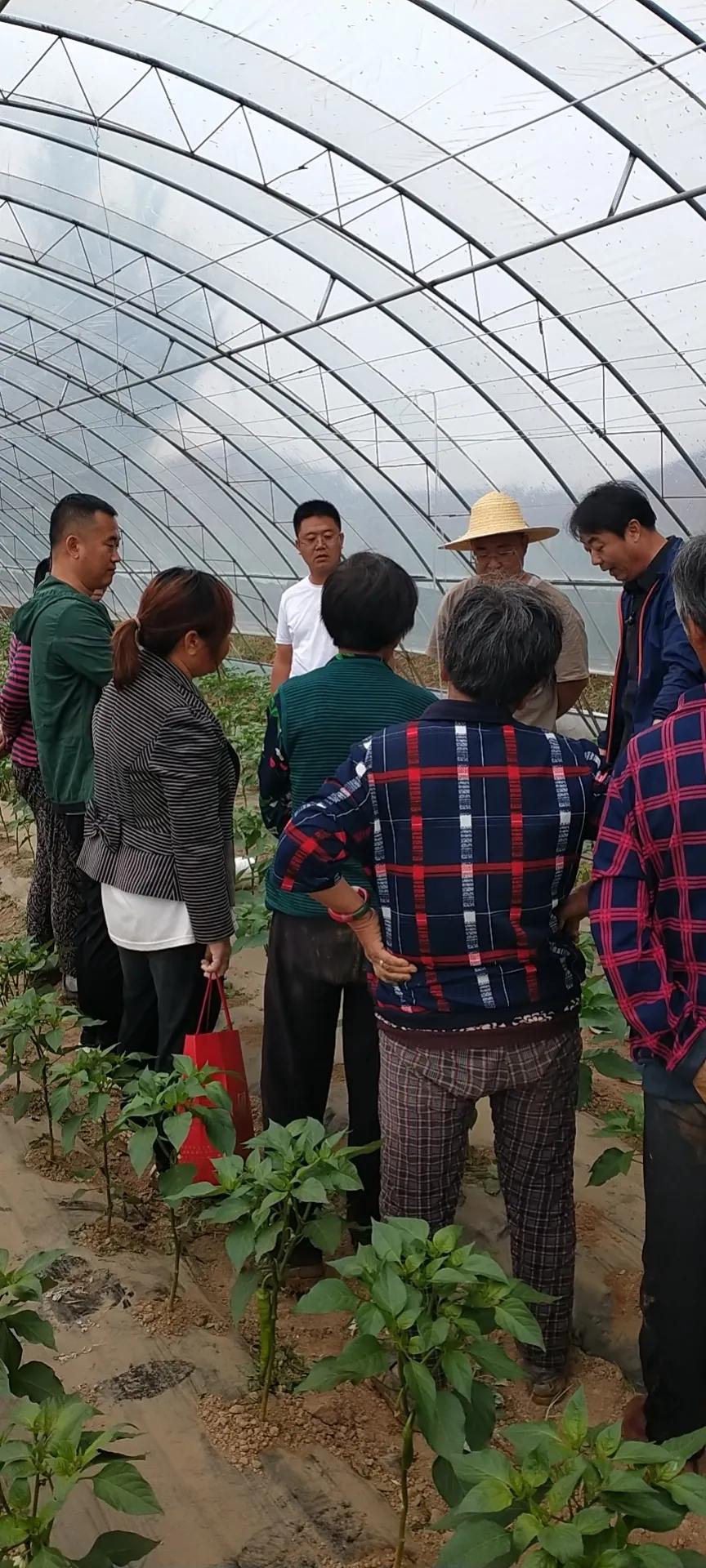 真好！一年挣一百多万元。阳原这个地方的人钱袋子鼓起来了