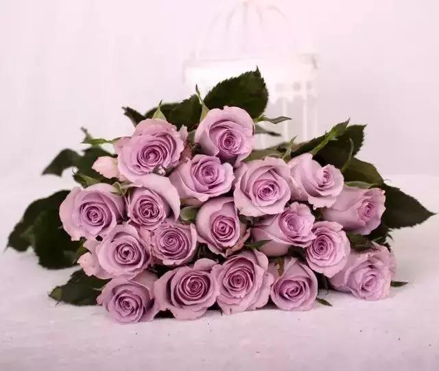 4000种不一样的玫瑰品种大全,100种玫瑰品种图鉴大全