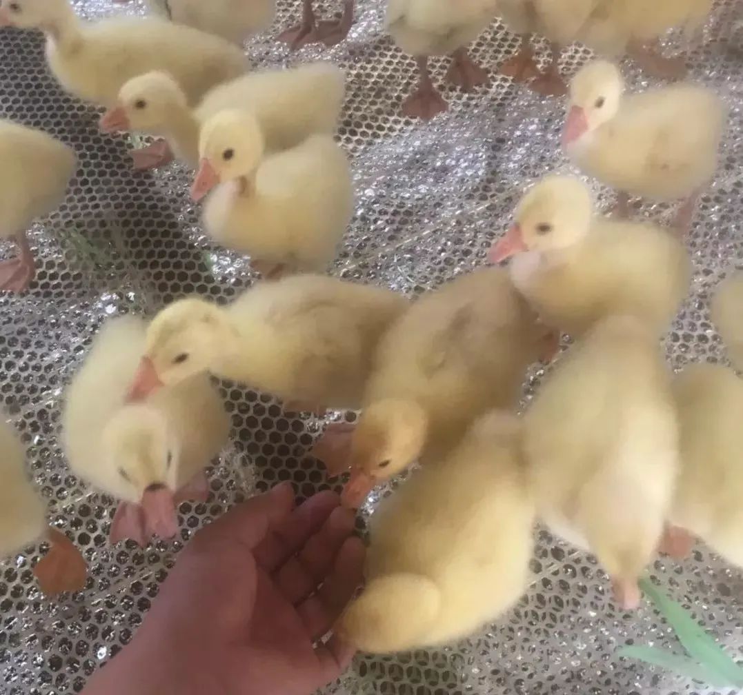 养鹅需要注意哪些细节,养鹅注意事项及建议