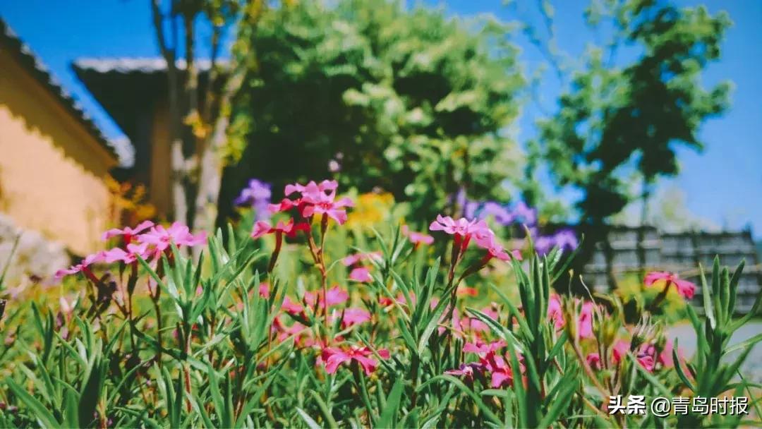 山东问政世博园问题,青岛世博园最失败投资