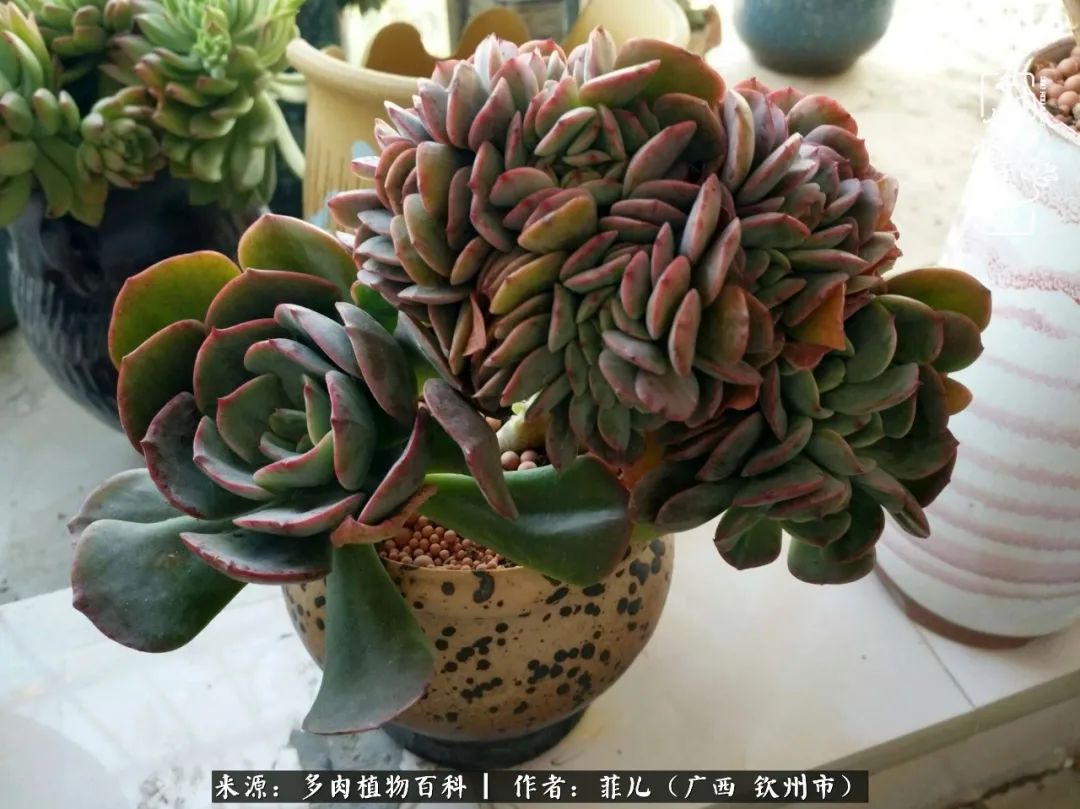 多肉相伴的感悟,与多肉为伴的时光真的很美好