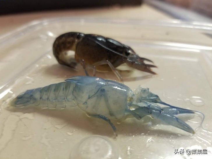 来自动物世界的22个有趣事实,动物世界中有什么有趣的现象