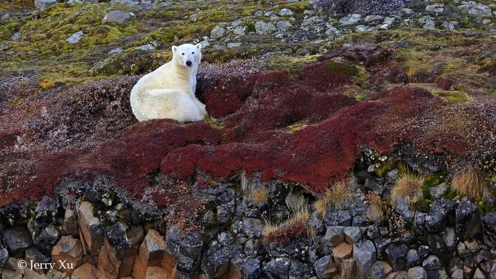 格陵兰的东海岸居然那么绚丽多彩，难怪特朗普想要买下来