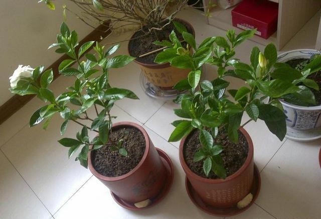 栀子花买回来怎么做,栀子花刚买回来水培怎么弄