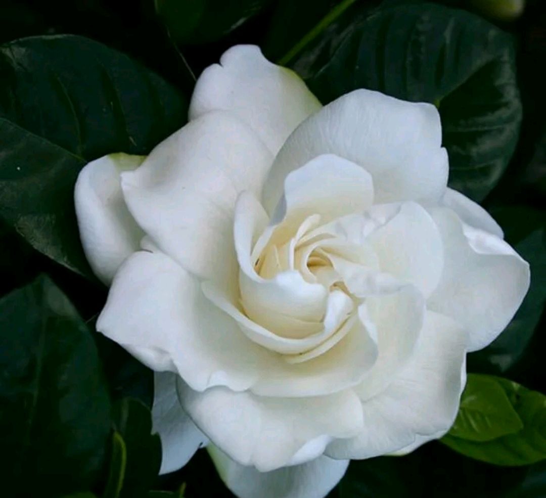 栀子花生桩高培多久可以退土,水培栀子花生根全过程