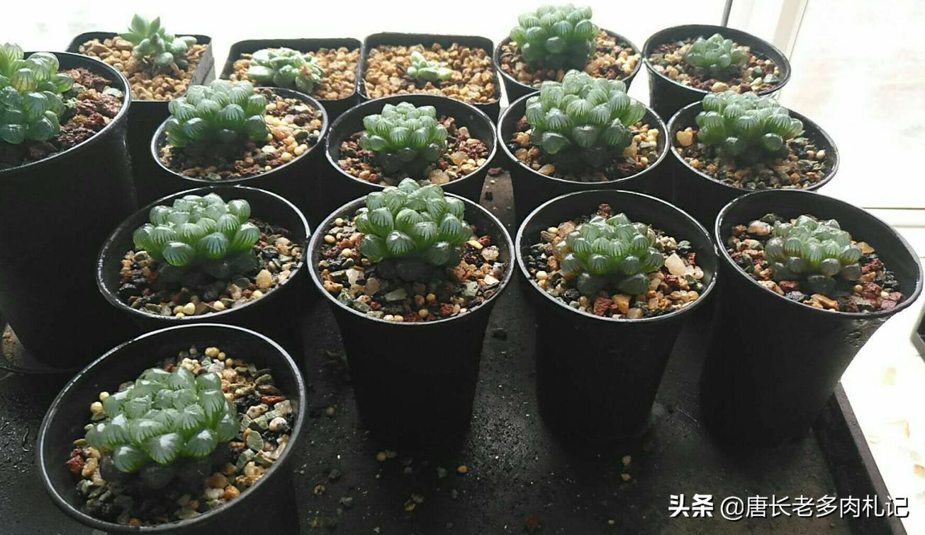 多肉玉露叶片中的杂土怎么处理,如何判断玉露的根系是否出了问题