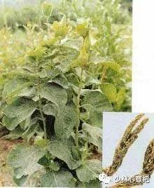 中药药材大全及功效,补肾中药大全及功效