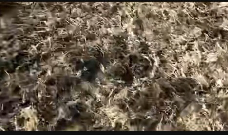 废鸡毛能做什么,鸡毛回收有什么利润