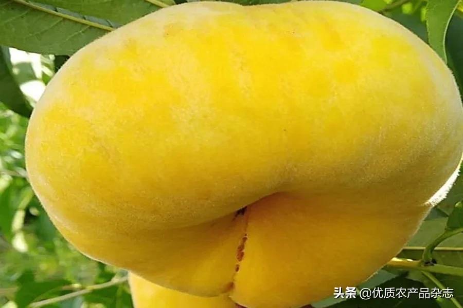 鲜食黄桃产地哪里的最好,什么种类的黄桃最好吃又甜