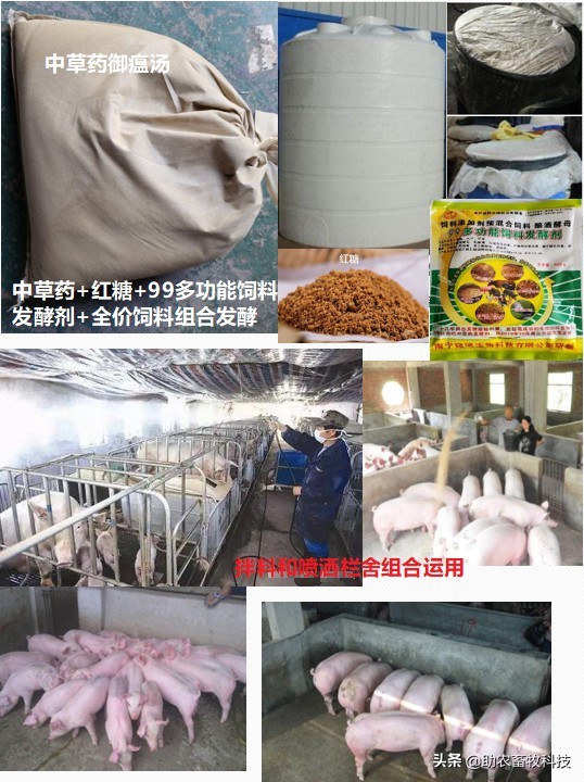 原创运用中草药防治非洲猪瘟有效吗？组方和有效防治措施分享