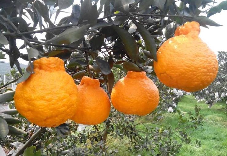 我妈老逼我结婚怎么办,我妈催婚怎么办