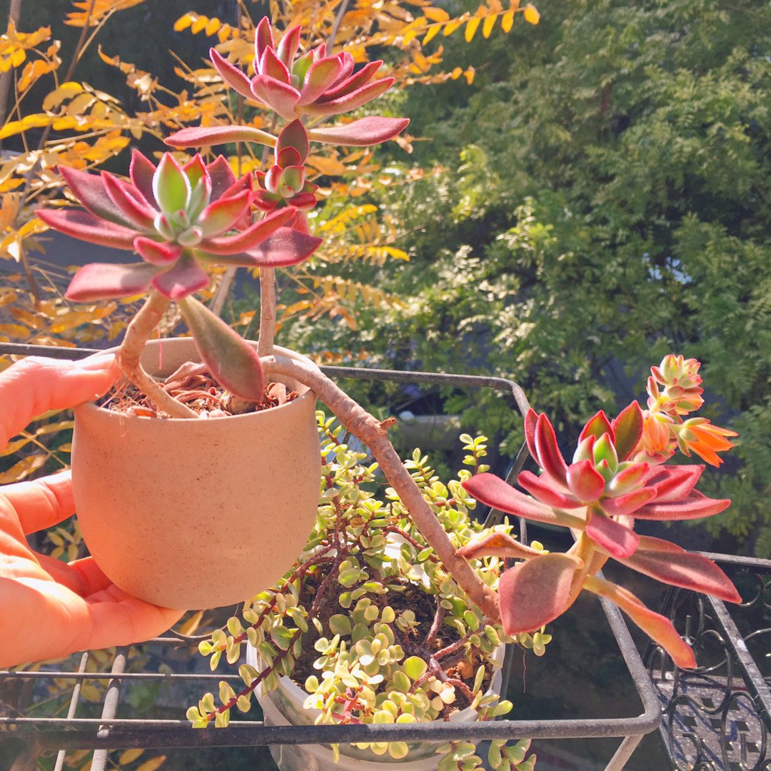 锦晃星茎部长芽,锦晃星两个头需要掐掉一个吗