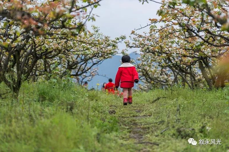 千树万树梨花开风景欣赏,千树万树梨花开美景可以去哪欣赏