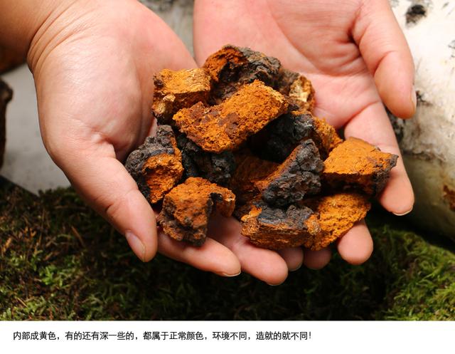 白桦茸真的好吗,白桦茸的药用价值有哪些