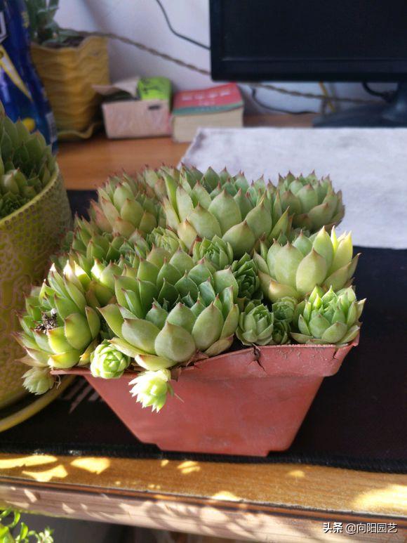 多肉养得不好才会长花剑吗,莲花多肉怎么养才能爆盆