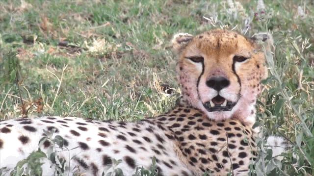 猎豹捕食的时候速度多少,猎豹捕食时的样子