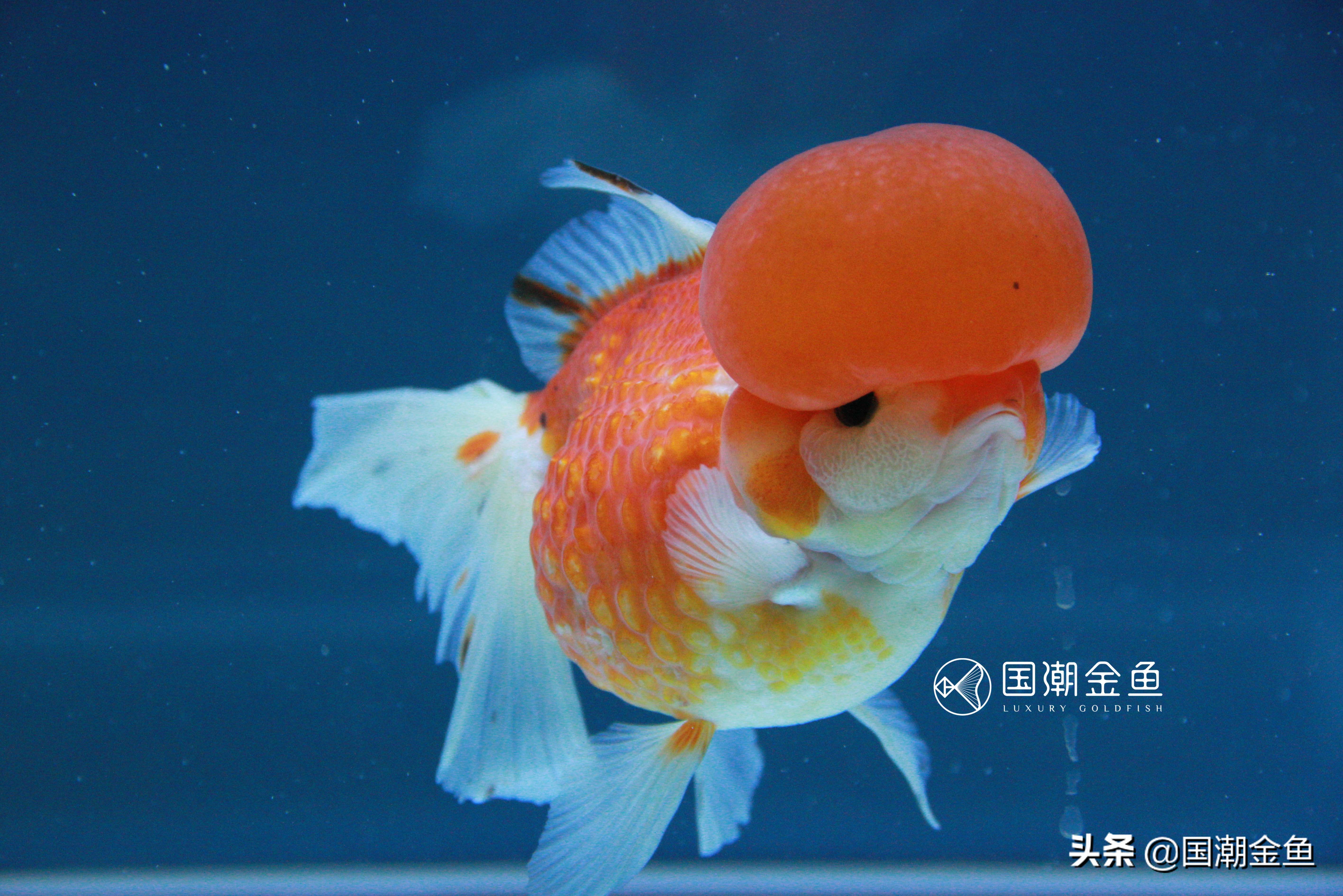 养鱼七律,养鱼七言诗