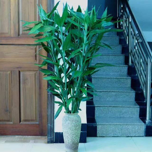 十大吉祥花,十大旺宅吉祥花