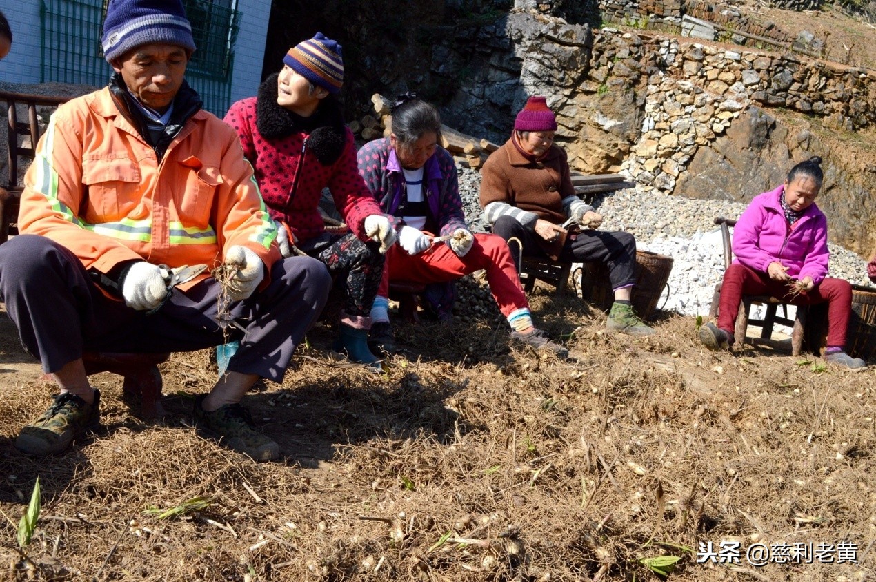 脱贫故事：尹桂林种白芨告别了单身