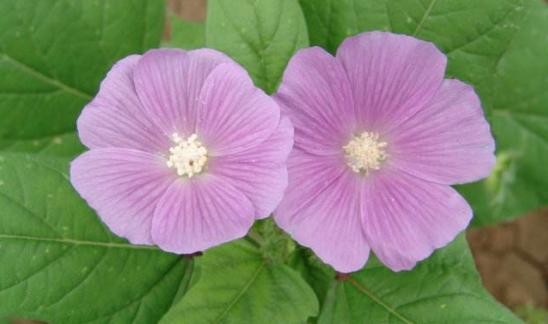 施今墨积累的十大药方,施今墨的对药讲座视频