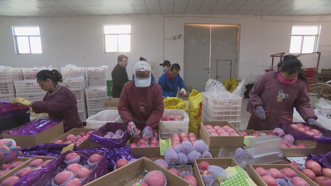 「脱贫路上的奋斗故事」刘锋：讲诚信善经营小苹果做出大产业