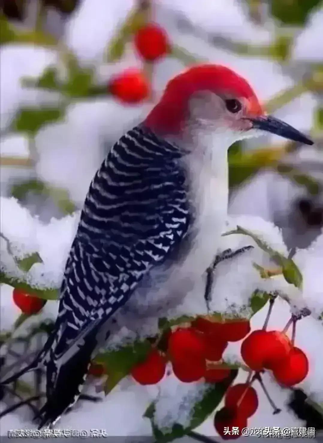 小三语文句式训练系列十七（直述句改转述句2）