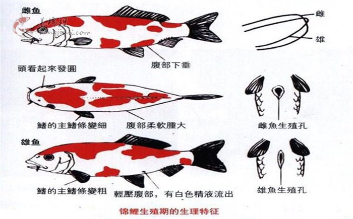 鱼百滋酸菜鱼即墨团购,鱼百科app