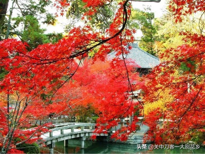 对乡村振兴的挚爱与情怀,对乡情的眷恋的美句