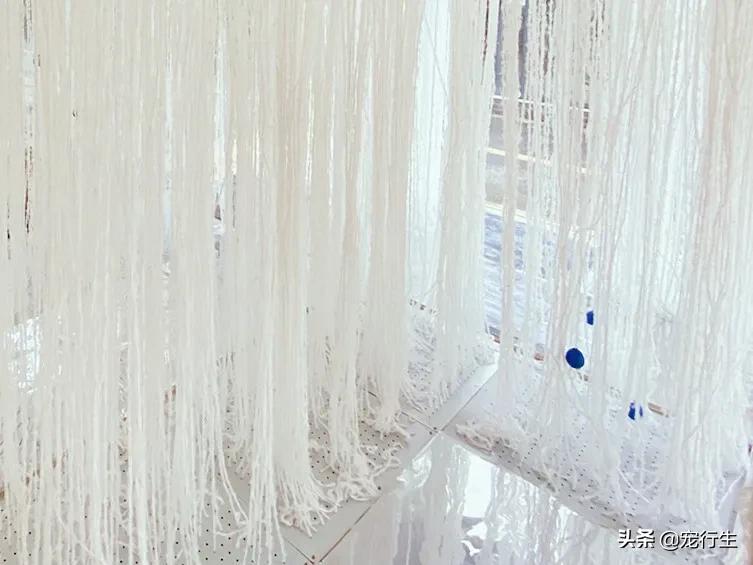 这家宠物快闪集市，怎么拍都好看，学会用宠物视角看世界