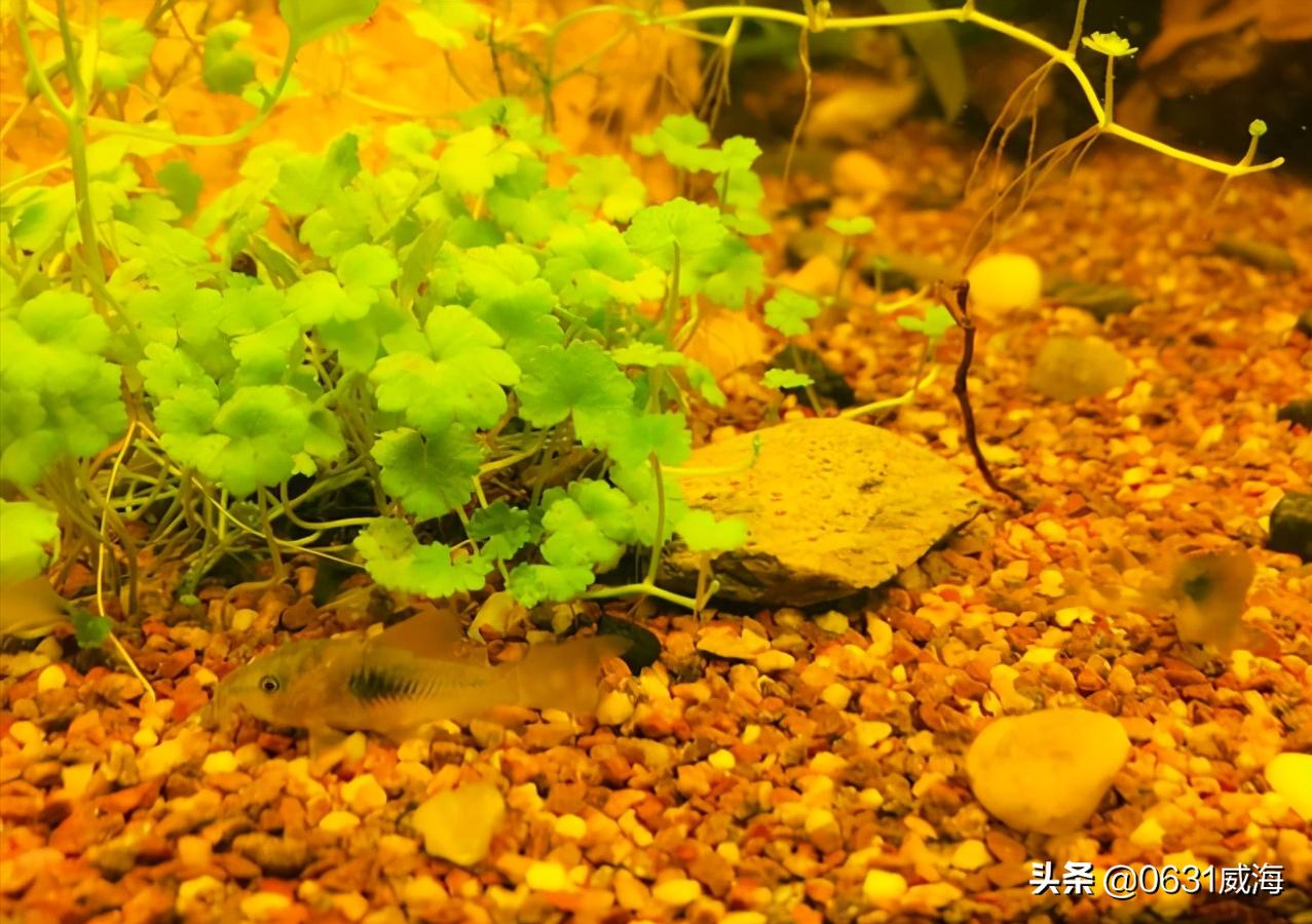 养鼠鱼怎么养水草,养鼠鱼需要注意什么事项