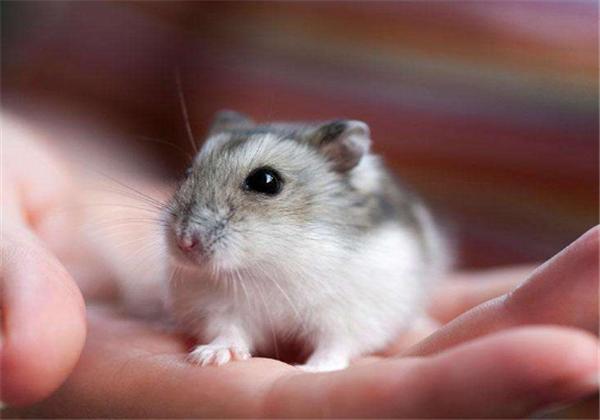 怎么拯救仓鼠伪冬眠的行为,仓鼠怎么防止伪冬眠