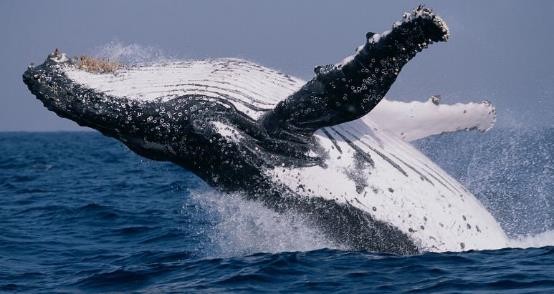 路亚鱼种类大全,长江鱼种类大全图片