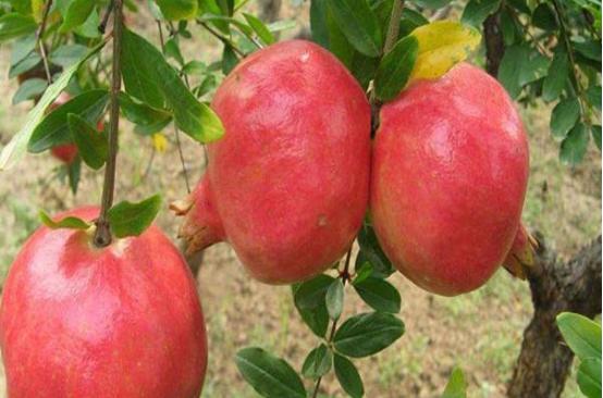 石榴开裂的最佳防治方法,石榴果实腐烂开裂怎么防治