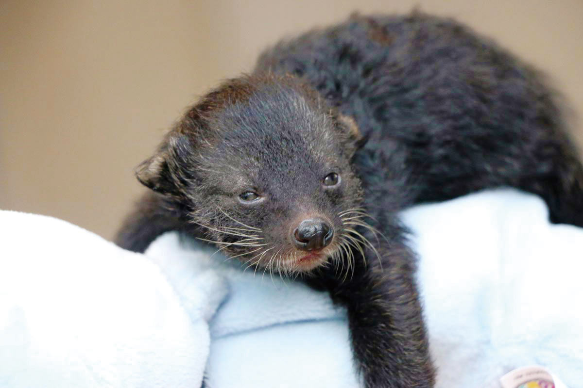 熊狸:“行走的爆米花”快被吃光了?