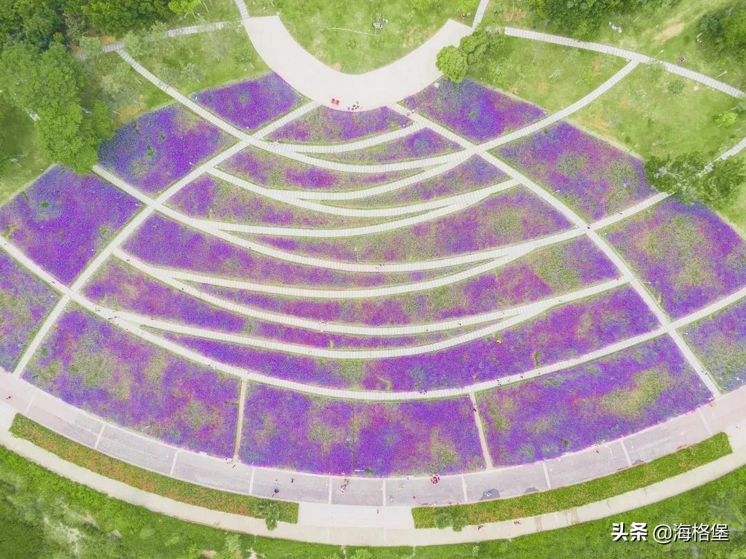 绱壊姊﹀够鑺辨捣鍏洯,娣卞湷鏅綏鏃烘柉2024绱壊鑺辨捣