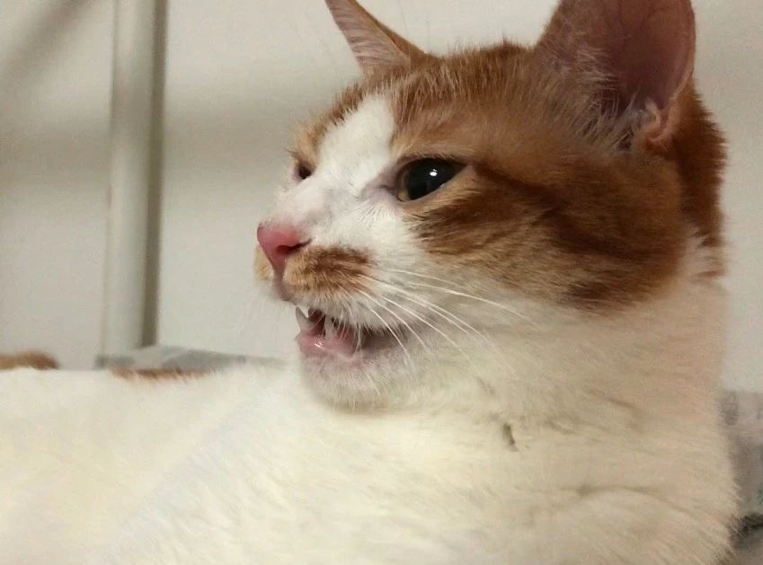 猫有牙结石牙龈红肿怎么治疗,猫已经有牙结石了怎么办