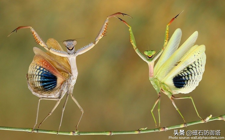 这个杀手不太冷里的leon,这个杀手不太冷里面的人