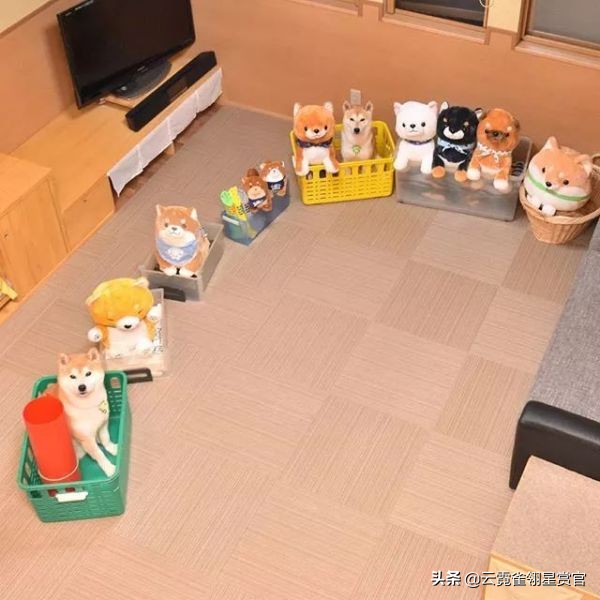 日本一博主给自家的两只柴犬买了几十只玩偶每天上演真实版找不同