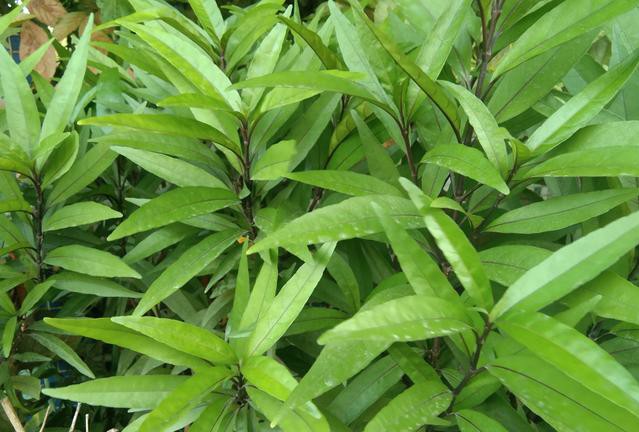 痘痘的防治方法有哪些,痘痘种类及去除办法