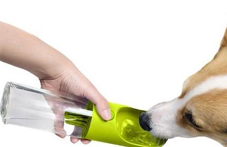 狗狗大量饮水会导致吐黄水吗,狗狗晚上喝水特别频繁是怎么回事