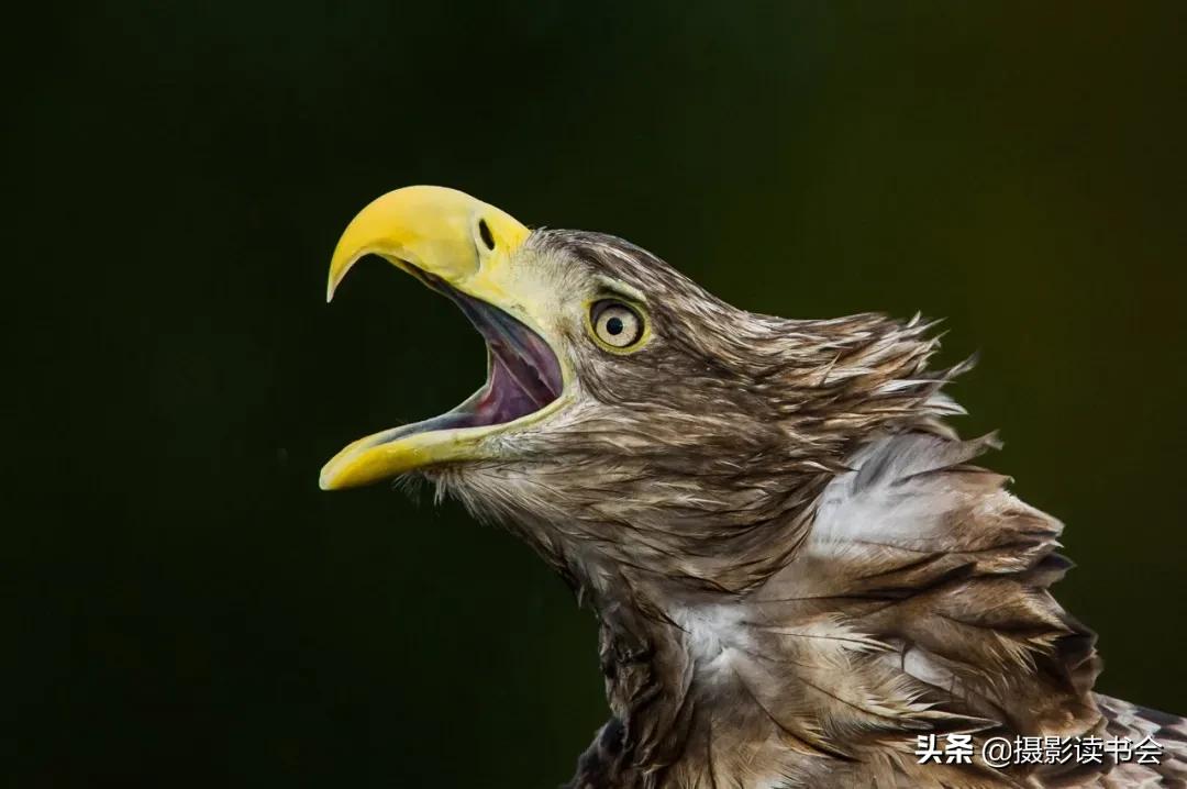 尼康拍野生动物,这位摄影师